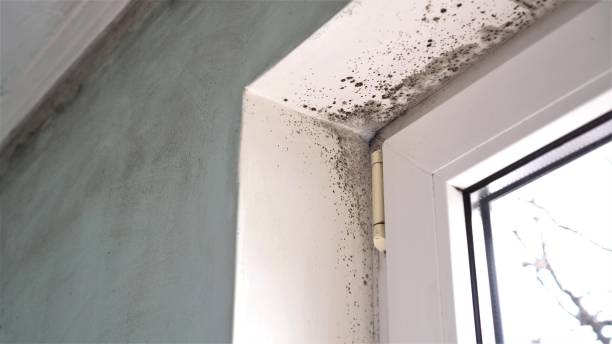 Best Home Mold Removal  in Valley Falls, KS