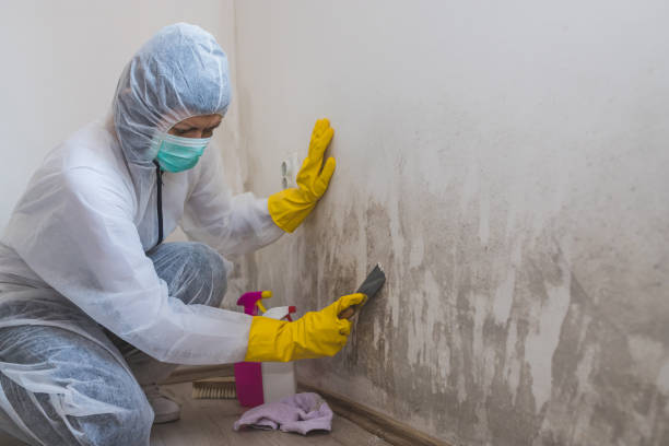 Best Attic Mold Removal  in Valley Falls, KS