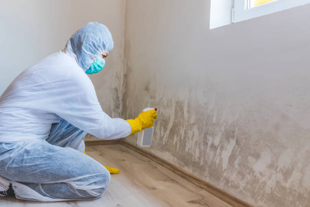 Best Attic Mold Removal  in Valley Falls, KS