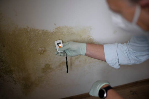 Mold Testing and Removal in Valley Falls, KS
