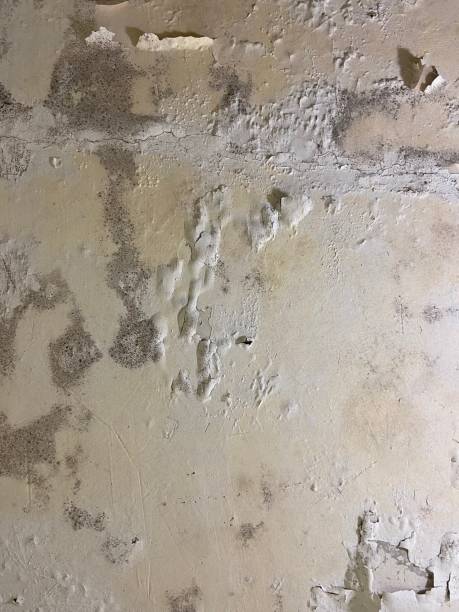 Reliable Valley Falls, KS Mold Removal Solutions