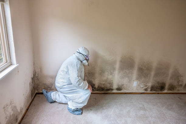 Best Toxic Mold Removal  in Valley Falls, KS